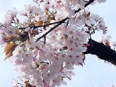 -嘉定紫藤园