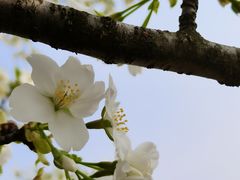 -高子水居