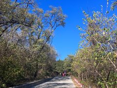 -北京西山国家森林公园