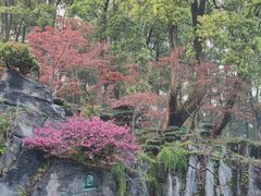 -南山植物园