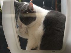 -猫咪博物馆(顶澳仔猫街店)