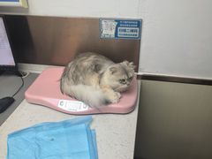 -宠颐生宠物医院·异宠猫科内科·诊疗中心宠巢店