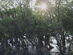 -宝安西湾红树林湿地公园