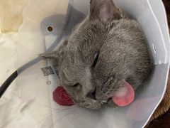 -宠爱国际动物医院· 猫科· 外科·中兽医(长白店)