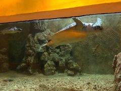 -东方巨龟苑景区