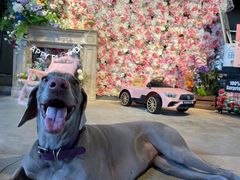 -百好乐宠物友好餐厅(朝外大街店)