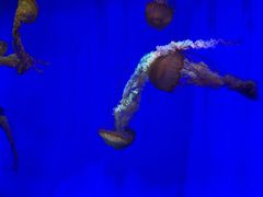 -上海海洋水族馆