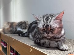 -有猫主题·治愈系猫咖(曾厝垵店)