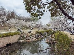 -羊山湖公园