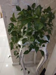 -Cocodemer女性健康·产后恢复(天一广场店)
