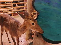 -正佳雨林生态植物园