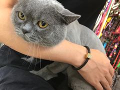 -米苏动物医院·犬猫专科·骨科外科内窥镜