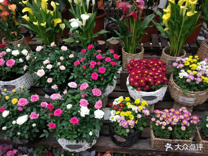 秦美花卉市场-图片-西安购物-大众点评网