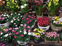 -秦美花卉(天朗·莱茵小城2期店)