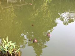 -华强电子世界(深圳二店)