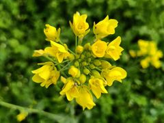 -塘栖枇杷特色园区