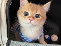 -御宝贝·A梦猫科宠物医院(国际猫友好医院)