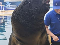 -秦皇岛乐岛海洋王国