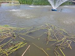 -同銮特种养殖场·龙虾垂钓