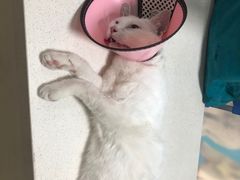 -瑞派旺宝宠物医院·犬猫全科综合·尿道专科(莲兴院)