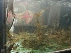 -全乐鱼馆·淳牌有机鱼直营店