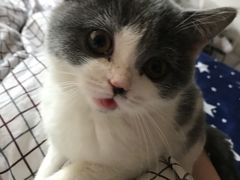 -东方名猫馆·英短金渐层布偶猫舍(环线广场1号楼店)