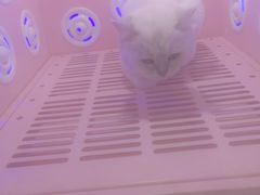 -乐琪宠物医院·犬猫专科·骨外科·急重症