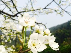 -楠柏弯休闲山庄(梨花溪店)