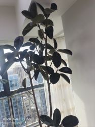 -HEYAN荷妍专业脱毛连锁机构