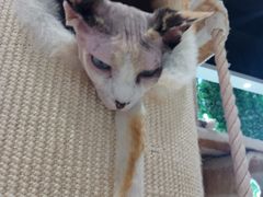 -藏猫猫咖啡主题馆(中央大道店)