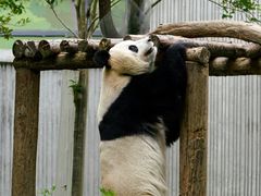 -卧龙中华大熊猫苑神树坪基地