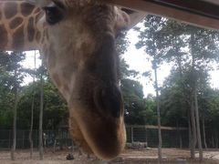 -清迈夜间动物园