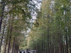 -渡海小渔村.老辈日照菜