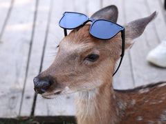 -北京鹿世界主题园