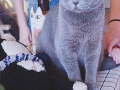 -海边的猫和咖啡馆