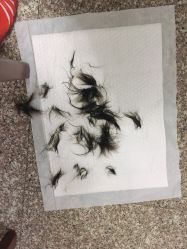 -龙文宝贝上门婴儿理发满月剃胎毛(黄浦店)