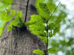 -上海共青森林公园