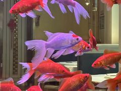 -原鄉本味 楚菜 丹江口鱼(北苑店)