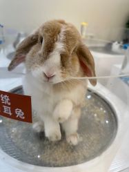 -Moni星球萌宠·小马宝莉·灵蛇·高端高阶全萌宠互动体验俱乐部(红豆国际广场店)