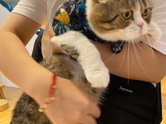 -啵啵喵·猫咖(攀华国际店)