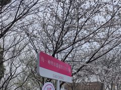 -高东镇樱花园