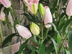 -谷莠子花艺气球派对·绿植造景·花艺沙龙(东海缤纷天地店)