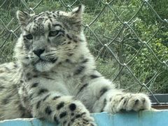 -青藏高原野生动物园