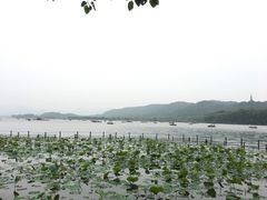 -西湖外事游船(花港观鱼码头)