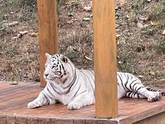 -石家庄市动物园