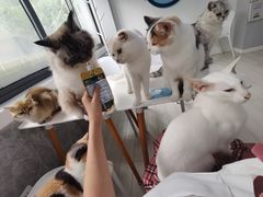 -喵的天空名猫咖啡馆·撸猫·猫舍·用品