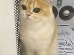 -FAELING PETS美天灵宠物(富力广场店)