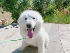 -宠福鑫康馨动物医院·骨科·眼科