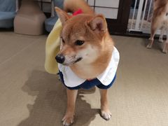-逗柴咖啡屋·狗咖猫咖宠物桌游