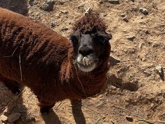 -石家庄市动物园